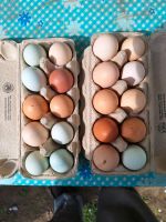Hühner Eier zum Essen oder Ausbrüten Sachsen-Anhalt - Kroppenstedt Vorschau