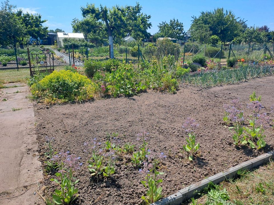 Kleingarten/ Schrebergarten in Sanitz in Sanitz