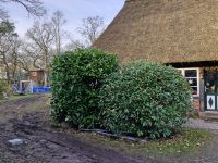 Diverse Pflanzen in Elsdorf verschiedene Größen zu verkaufen! Niedersachsen - Sittensen Vorschau