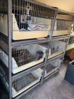 Kaninchenstall Laborkäfig Käfig für Kleintiere Mecklenburg-Vorpommern - Behrenhoff Vorschau