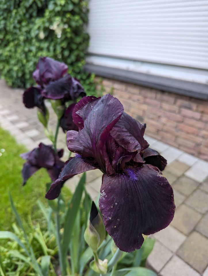 Iris, Schwertlilie in Köln