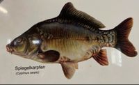 Spiegelkarpfen/ Laich-Karfpen/ Karpfen Niedersachsen - Visbek Vorschau