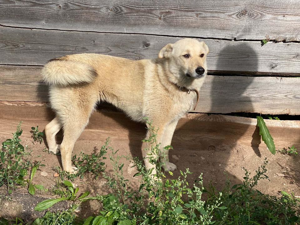 Tierschutz -Kamea sehr liebevolle Hündin sucht ein neues Zuhause! in Düsseldorf