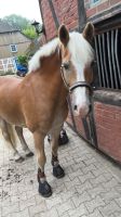 Reitbeteiligung auf tollem Haflinger Niedersachsen - Lüchow Vorschau