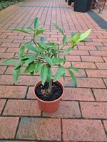 CITRUS ZITRUS STÄMMCHEN 45 cm HOCH KUMQUAT JAPONICA Nordrhein-Westfalen - Rheine Vorschau