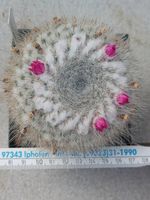Mammillaria hahniana Kaktus Kakteen Hessen - Borken Vorschau