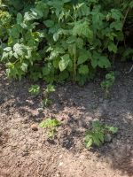 Himbeerpflanzen rot - Ableger abzugeben Pankow - Blankenfelde Vorschau
