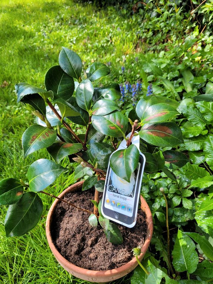 Camelia Kamelie Pflanze Gartenpflanze Balkonpflanze in München