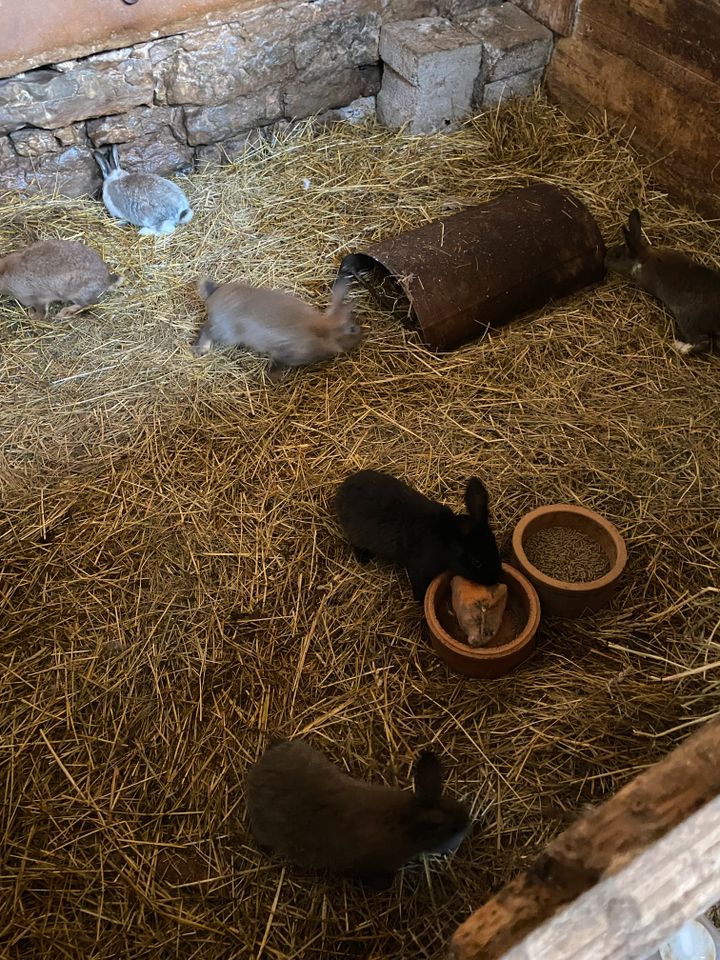 Hasen,Kaninchen in Grabfeld