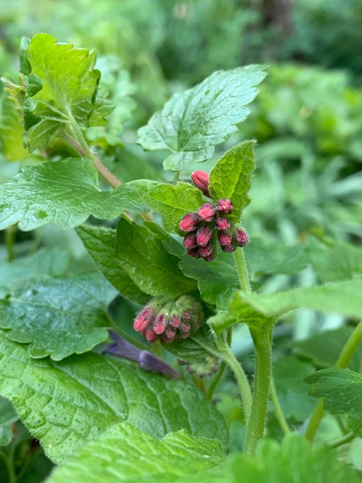 Pflanzen für naturnahen Garten / Naturgarten in Berlin