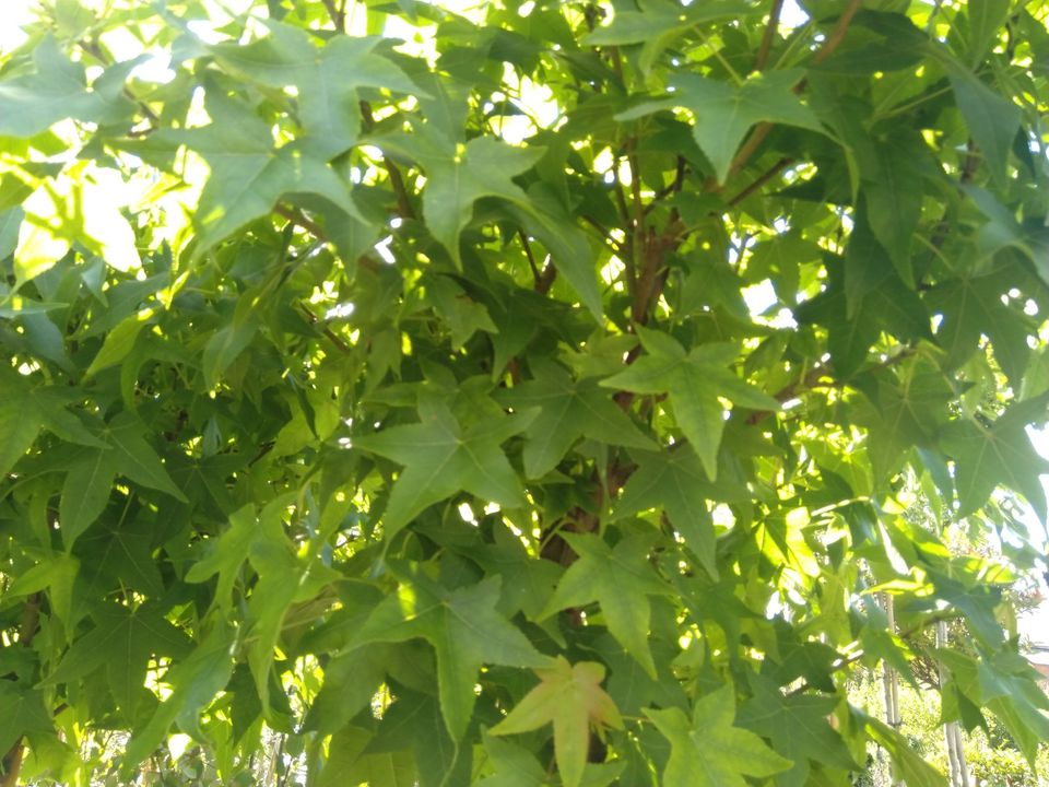 Liquidambar styraciflua Gumball / Amberbaum Gumball/ Höhe 250cm in