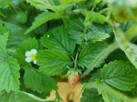 Saatgut Bio echte Walderdbeeren, rot und weiß, samenfest Saarland - Dillingen (Saar) Vorschau