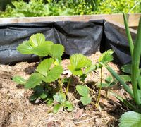 Erdbeerpflanzen Erdbeeren Niedersachsen - Herzberg am Harz Vorschau