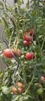 Leckere Bio Fleisch-Tomaten Pflanzen Saarland - Kirkel Vorschau