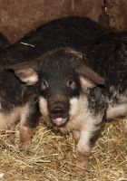 Wollschweine - Mangalitza Baden-Württemberg - Ingoldingen Vorschau