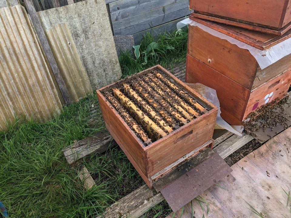 Bienen zu verkaufen Zandermaß in Offenburg