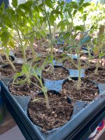 Tomatenpflanzen Tomaten GemüsePflanzen Brandenburg - Velten Vorschau