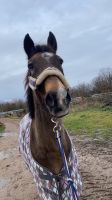 Reitbeteiligung für Pony gesucht Hessen - Langen (Hessen) Vorschau