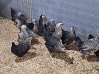 Aktuell vom 22.04.24  Sussex dunkel Hühner Hennen Legehühner Nordrhein-Westfalen - Reichshof Vorschau