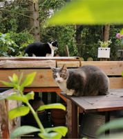 Zwei liebe Hauskatzen abzugeben Niedersachsen - Cuxhaven Vorschau