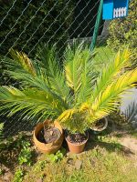 Großer japanischer Saga Palmfarn CYCAS REVOLUTA Nordrhein-Westfalen - Ratingen Vorschau