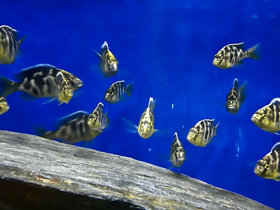 Nimbochromis Venustus - Giraffenbuntbarsch Malawi Hobbyzüchter in Dorsten