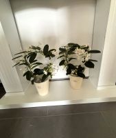Stephanotis floribunda Zimmerpflanze mit Übertopf von Soendgen Niedersachsen - Osnabrück Vorschau