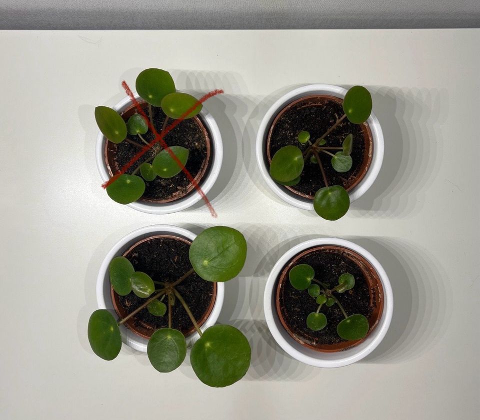 pilea peperomioides|Ufopflanze|Zimmerpflanze|Pflanze|Ableger in Braunschweig