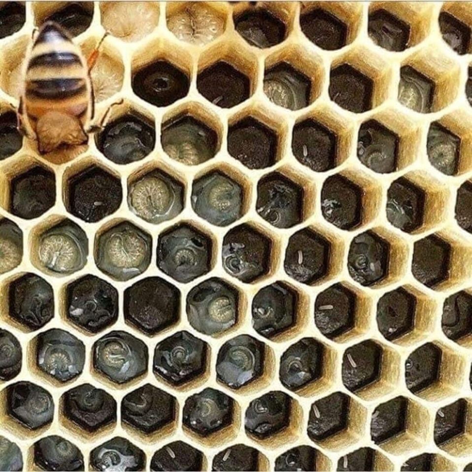 Bienenvolk zu verkaufen in Gettorf