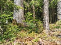 Wald, Waldgrundstück, Forst, Waldfläche Kr. Altötting - Pleiskirchen Vorschau