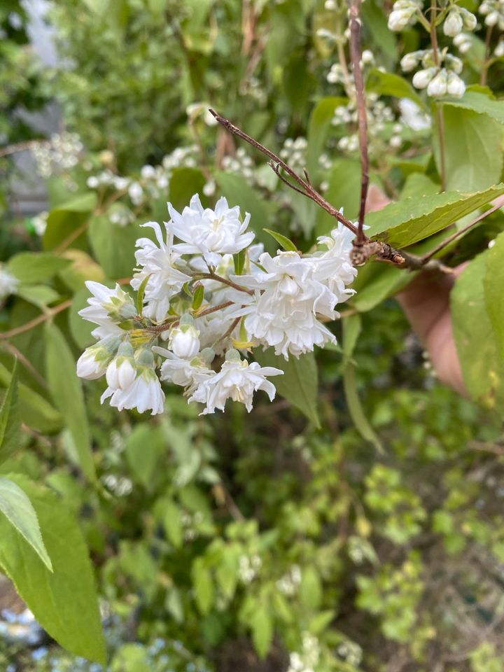 Pflanzen: Jasminbaum / Kirschbaum / Apfelbaum/Johannisbeeren-Baum in Berlin