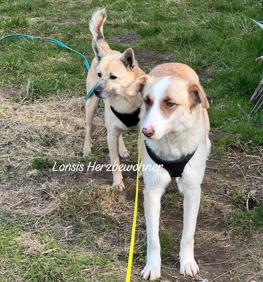 Kleiner Kleiner Otis sucht ein liebevollesOtis sucht ein Zuhause in Lübeck