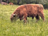 Schottische Hochlandrinder Jungbullen Baden-Württemberg - Uhingen Vorschau