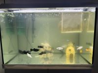 Komplettes Aquarium mit komplettem Zubehör Nordrhein-Westfalen - Herford Vorschau