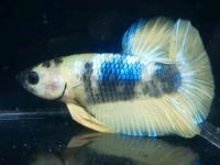 ⭐ Yellow Marble Betta Splendens Kampffisch Nano-Cube Niedersachsen - Northeim Vorschau