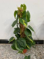 Philodendron hede. 'Brasil' 50 cm Kletterphilodendron Nordrhein-Westfalen - Simmerath Vorschau