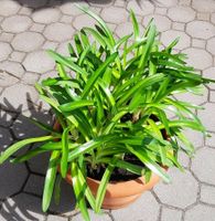 Schmucklilie Agapanthus  XXL Bayern - Erbendorf Vorschau