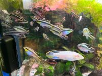 Pelvicachromis Pulcher Wild und Albinos abzugeben Sachsen - Weißwasser Vorschau