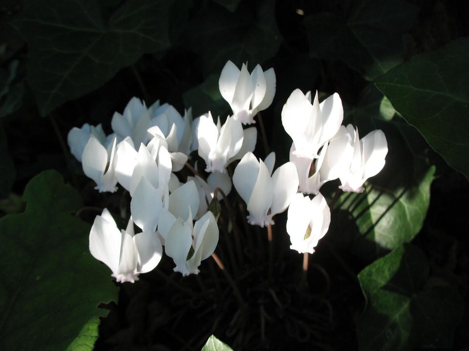 20 Samen Alpenveilchen Cyclamen hederifolium weiß 'Perlenteppich' in Singen