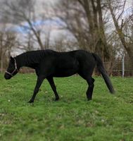 Pferd,stute, Freizeitpferd diese Woche 1500 euro Thüringen - Straußfurt Vorschau
