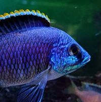 Placidochromis sp. blue otter Tsano Rock Malawi nonmbuna Mecklenburg-Vorpommern - Gützkow Vorschau