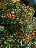 Setzlinge Chili Pflanze Peperoni Dortmund - Kirchlinde Vorschau