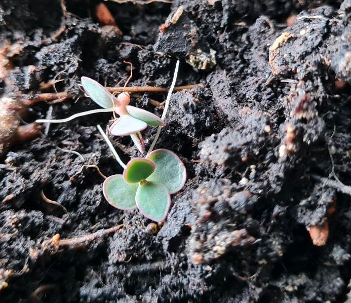 Ableger Kalanchoe Daigremontiana Goethepflanze Kindel Heilpflanze in Bad Belzig