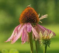 Bienenfreundliche Blumen Samen Bayern - Unterpleichfeld Vorschau