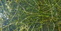 Potamogeton perfoliatus - Durchwachsenes Laichkraut Teich Pflanze Niedersachsen - Schwarmstedt Vorschau