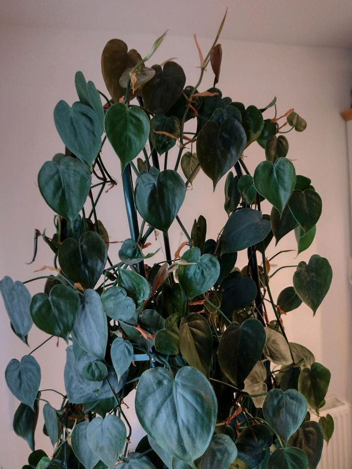 Pflanze Philodendron hederaceum  *** riesig & selten *** in Göttingen