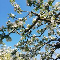 Familie sucht Haus in Unterelchingen mit Garten Bayern - Elchingen Vorschau