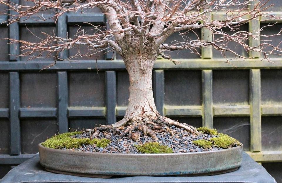 Ausstellungsreifer Zelkova Serrata Bonsai Japanimport Top Nebari in München