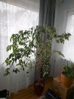Birkenfeige Ficus Benjamini Rheinland-Pfalz - Baumholder Vorschau