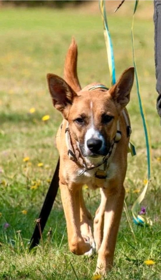 Tierschutz: bezaubernde Inari wünscht sich sehnlichst ein Zuhause in Simmern